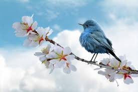a burd